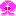 胡蝶蘭