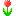チューリップ赤
